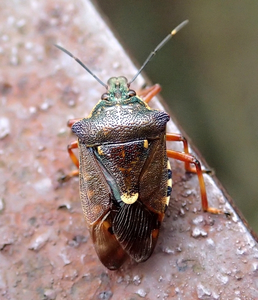 Pentatomidae: Pinthaeus sanguinipes del Veneto (TV)